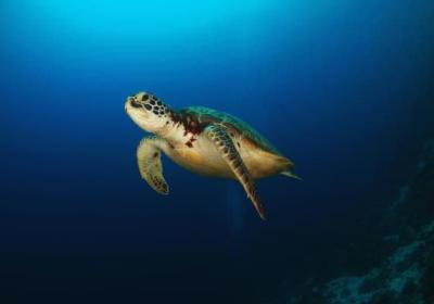 济宁曼哈顿到底怎么样？全面解析其优势与不足