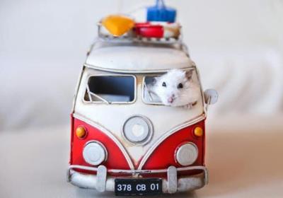 如何到港澳旅游，港澳旅游攻略