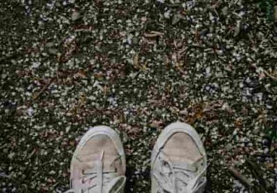 大王花真的像传说中那样“吃”昆虫或其他生物吗